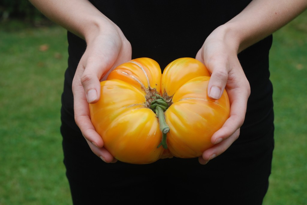gewichtige tomaat