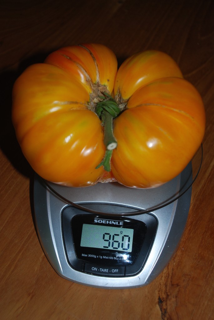 gewichtige tomaat van bijna 1 kg